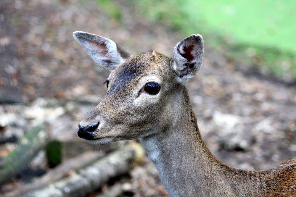 Zoo, Wildpark, Tierpark, Wildtierpark