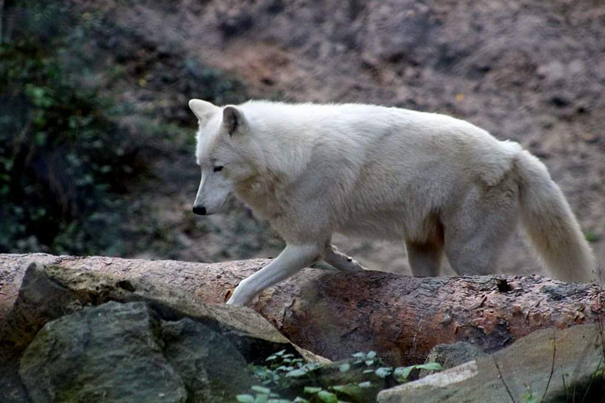 Zoo, Wildpark, Tierpark, Wildtierpark